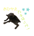 愛猫すたむぷ（だんごちゃん編）01（個別スタンプ：24）