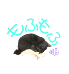 愛猫すたむぷ（だんごちゃん編）01（個別スタンプ：25）