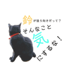 愛猫すたむぷ（だんごちゃん編）01（個別スタンプ：26）