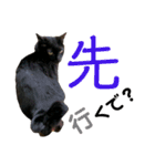 愛猫すたむぷ（だんごちゃん編）01（個別スタンプ：28）
