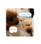 トイプードルのこつくる2（個別スタンプ：3）