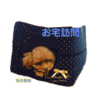 トイプードルのこつくる2（個別スタンプ：8）