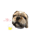 可愛いシーズーたち（個別スタンプ：3）