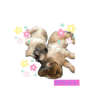 可愛いシーズーたち（個別スタンプ：6）