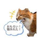 うちの可愛いごうけん（個別スタンプ：4）
