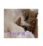 うちの可愛いごうけん（個別スタンプ：7）