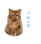 うちの可愛いごうけん（個別スタンプ：8）