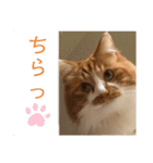うちの可愛いごうけん（個別スタンプ：14）