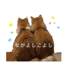 うちの可愛いごうけん（個別スタンプ：16）