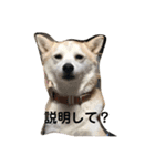 ももかぶ②（個別スタンプ：5）