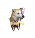 ももかぶ②（個別スタンプ：6）