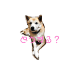ももかぶ②（個別スタンプ：7）