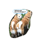 ももかぶ②（個別スタンプ：11）