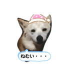 ももかぶ②（個別スタンプ：15）