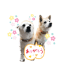 ももかぶ②（個別スタンプ：16）