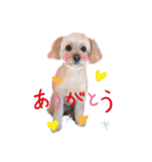 愛犬ララ2（個別スタンプ：1）