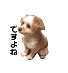 愛犬ララ2（個別スタンプ：4）