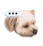 愛犬ララ2（個別スタンプ：6）