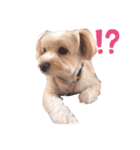 愛犬ララ2（個別スタンプ：8）