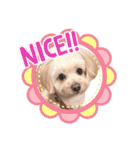 愛犬ララ2（個別スタンプ：10）