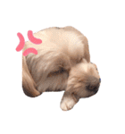 愛犬ララ2（個別スタンプ：11）