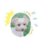 愛犬ララ2（個別スタンプ：13）