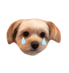愛犬ララ2（個別スタンプ：14）