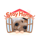 愛犬ララ2（個別スタンプ：16）