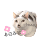 まさぶりあずと仲間たち①（個別スタンプ：14）