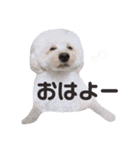 ビショプーのとうにゅう（個別スタンプ：1）