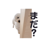 ビショプーのとうにゅう（個別スタンプ：3）