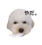 ビショプーのとうにゅう（個別スタンプ：7）