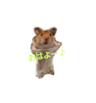ぽてとパパ（個別スタンプ：1）