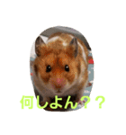 ぽてとパパ（個別スタンプ：5）