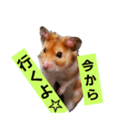 ぽてとパパ（個別スタンプ：7）