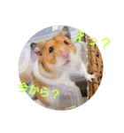 ぽてとパパ（個別スタンプ：10）