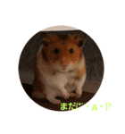 ぽてとパパ（個別スタンプ：17）