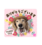 あたち櫻だよ！（個別スタンプ：1）