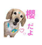 あたち櫻だよ！（個別スタンプ：15）