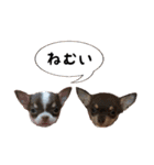 マロンちゃんとルナくん ＾＾（個別スタンプ：8）