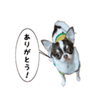 マロンちゃんとルナくん ＾＾（個別スタンプ：10）