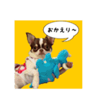 マロンちゃんとルナくん ＾＾（個別スタンプ：16）