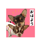 マロンちゃんとルナくん ＾＾（個別スタンプ：19）