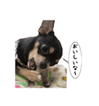 マロンちゃんとルナくん ＾＾（個別スタンプ：28）