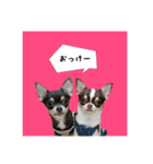マロンちゃんとルナくん ＾＾（個別スタンプ：30）