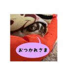マロンちゃんとルナくん ＾＾（個別スタンプ：31）