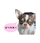 マロンちゃんとルナくん ＾＾（個別スタンプ：32）
