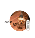 みみちゃんとぽぽちゃん（個別スタンプ：17）