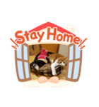 うちなの、可愛い動物たち（個別スタンプ：1）