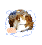 うちなの、可愛い動物たち（個別スタンプ：2）